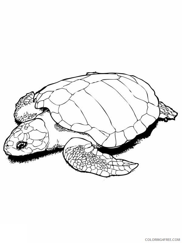 sea turtle coloring pages realistic Coloring4free