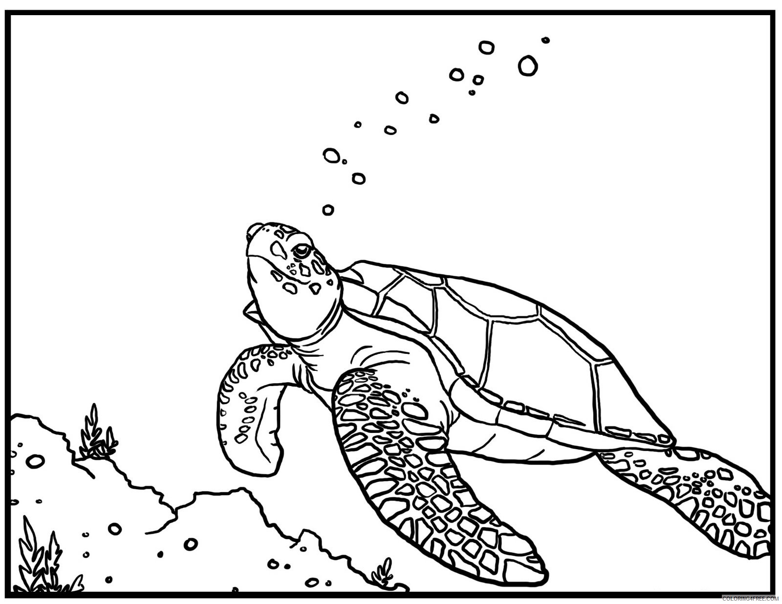 sea turtle coloring pages swimming underwater Coloring4free