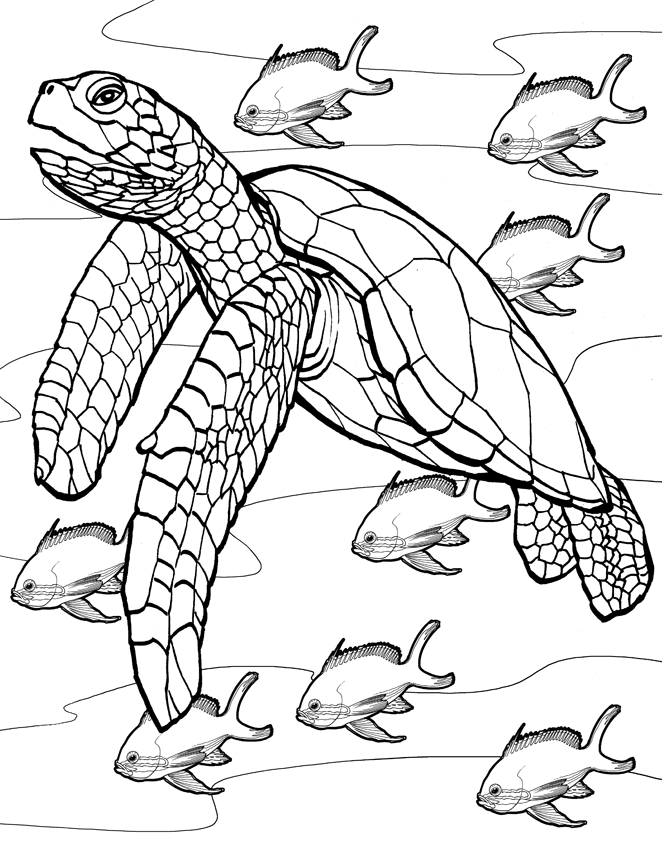 sea turtle coloring pages underwater with fish Coloring4free