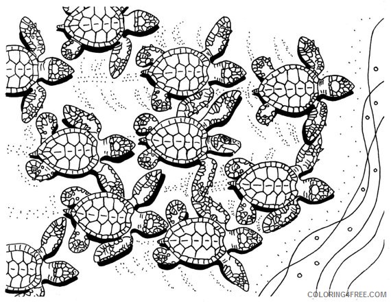 sea turtle hatchlings coloring pages Coloring4free