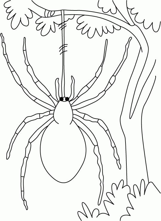 spider coloring pages hanging on tree Coloring4free