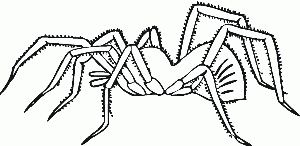 spider coloring pages printable Coloring4free