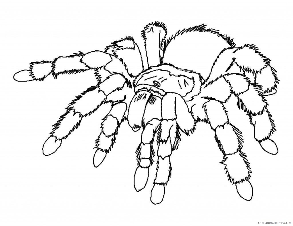 spider coloring pages tarantula Coloring4free