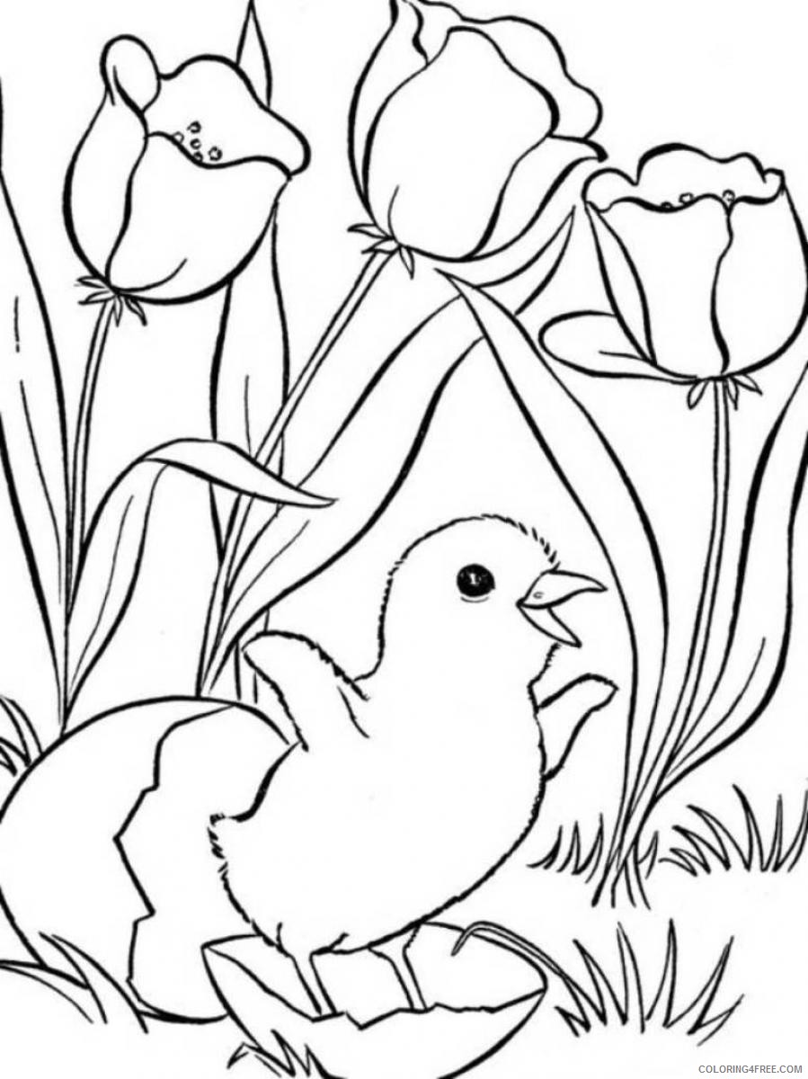 spring coloring pages chicks and tulips Coloring4free