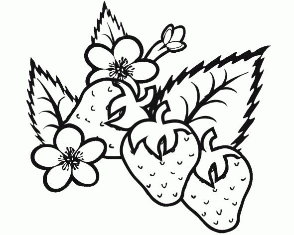 strawberry coloring pages with flowers Coloring4free