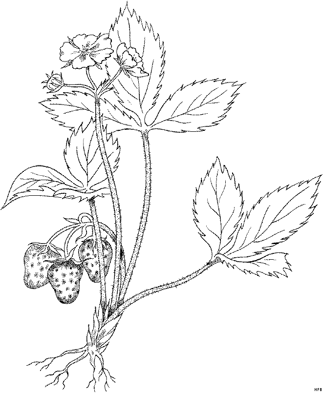 strawberry tree coloring pages Coloring4free