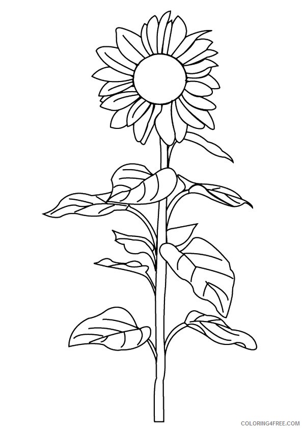 sunflower coloring pages free to print Coloring4free