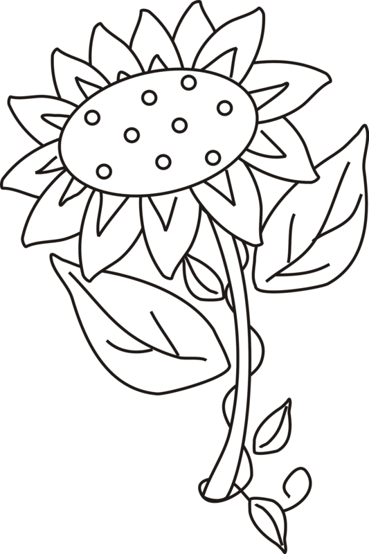 sunflower coloring pages printable for kids Coloring4free