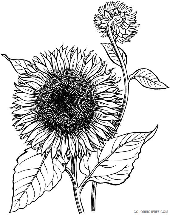 sunflower coloring pages realistic Coloring4free