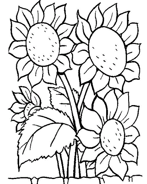 sunflower coloring pages to print Coloring4free