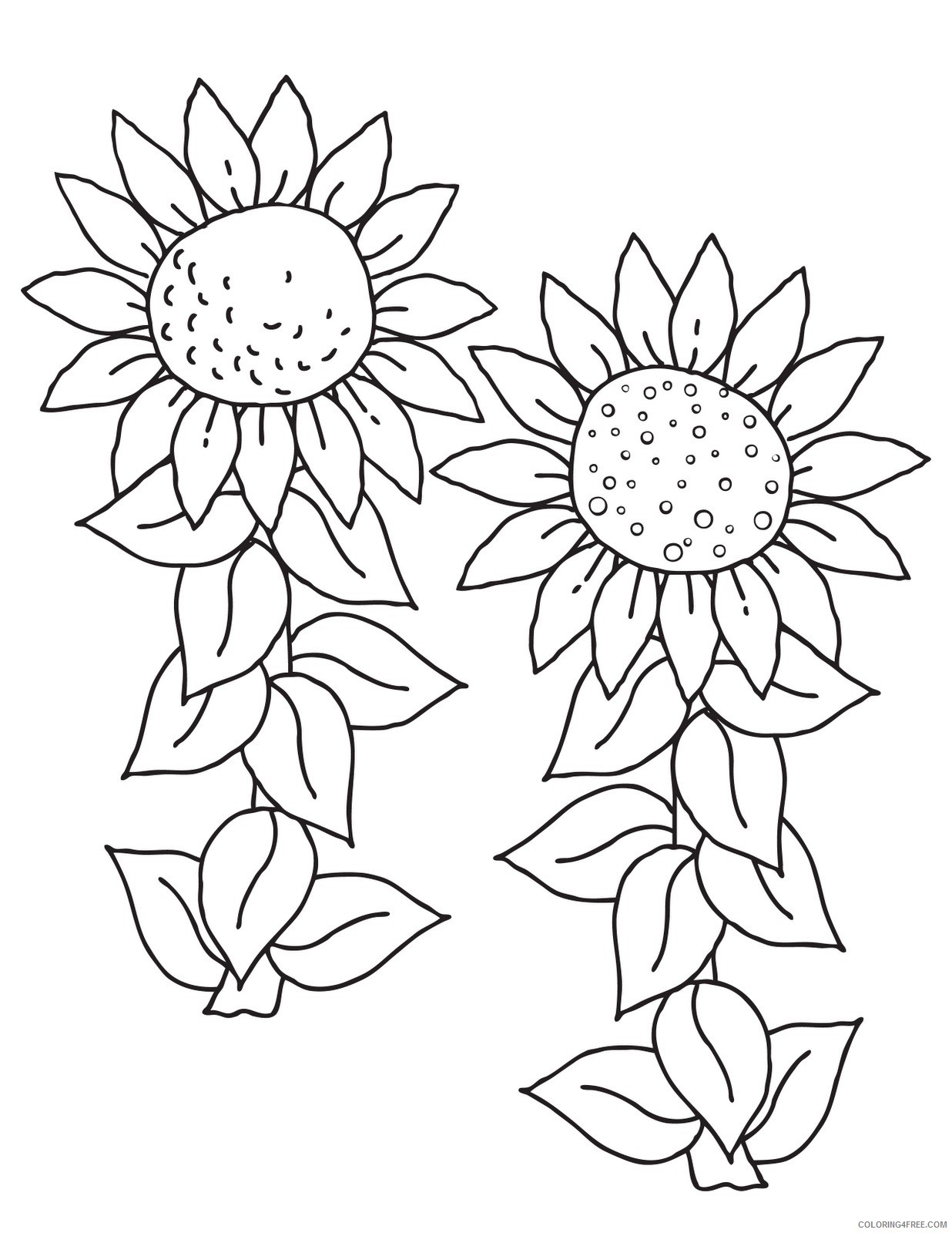 sunflower coloring pages two sunflowers Coloring4free