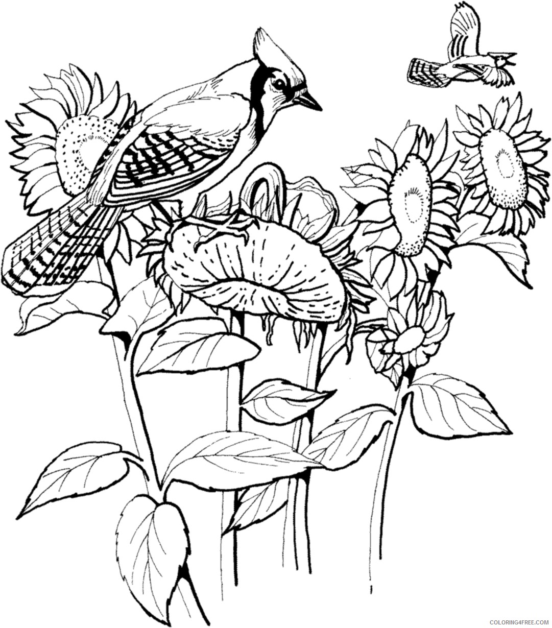 sunflower coloring pages with blue jay birds Coloring4free