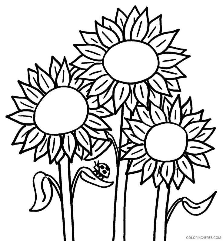 sunflower coloring pages with ladybug Coloring4free
