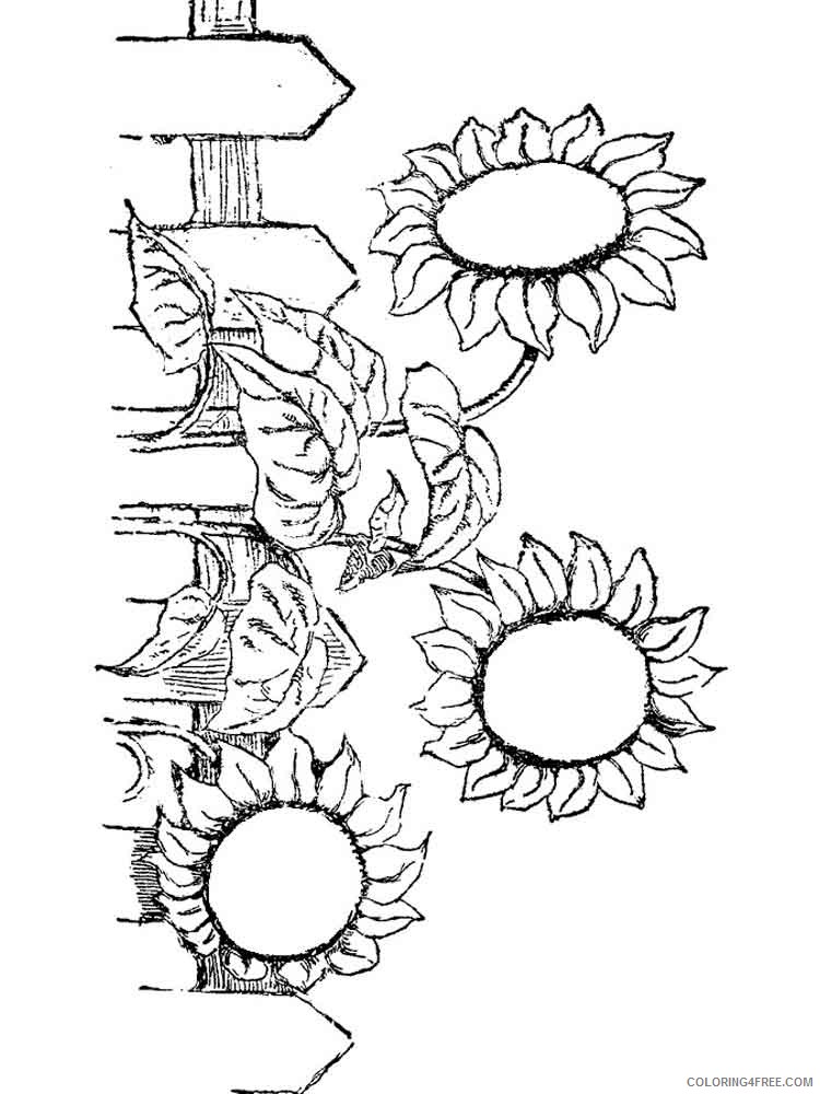 sunflower garden coloring pages Coloring4free