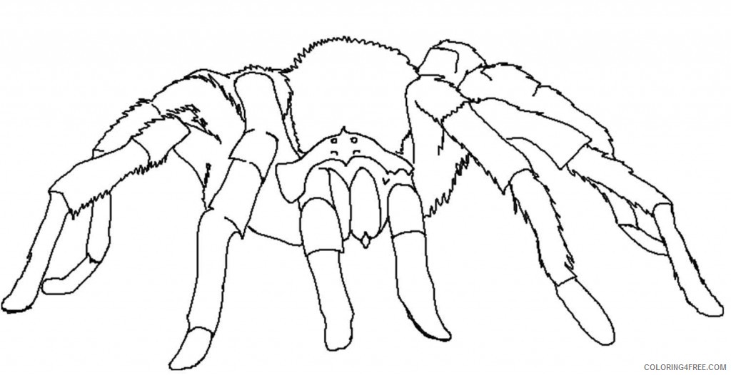tarantula spider coloring pages Coloring4free