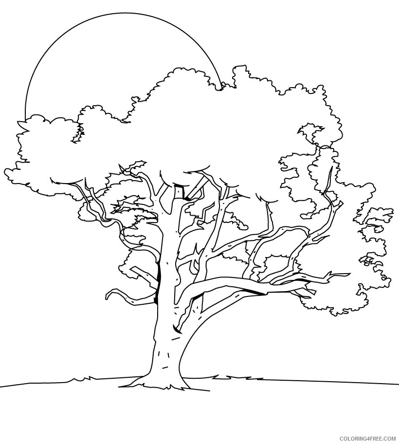 tree coloring pages with sun Coloring4free