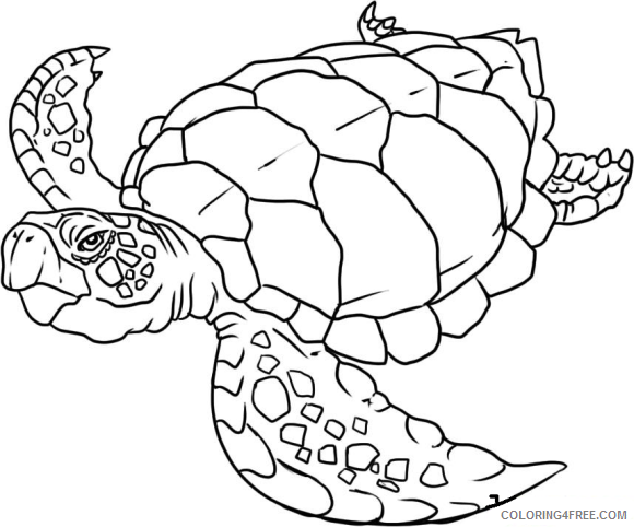 turtle coloring pages old sea turtle Coloring4free