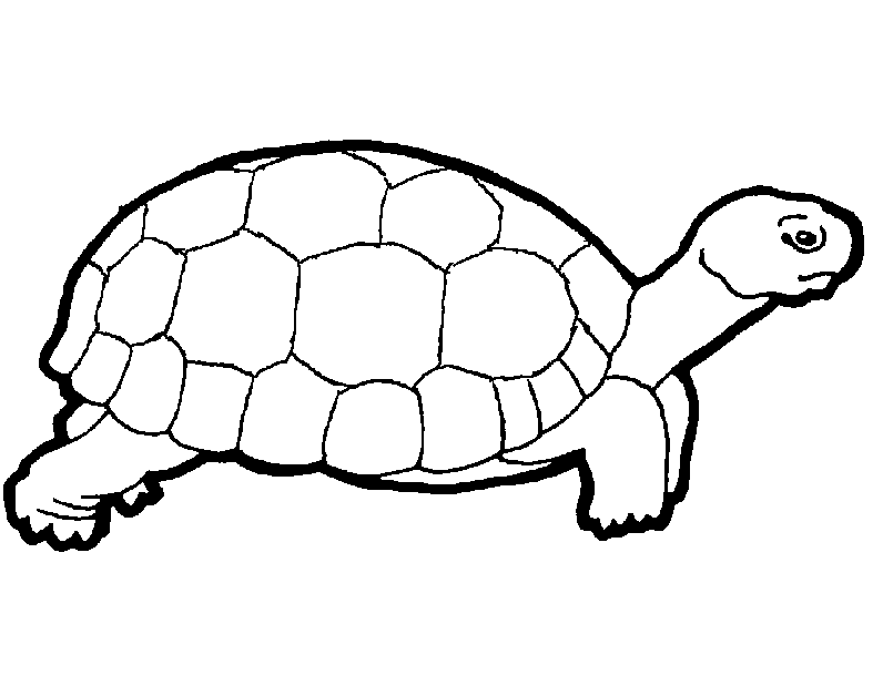 turtle coloring pages realistic Coloring4free