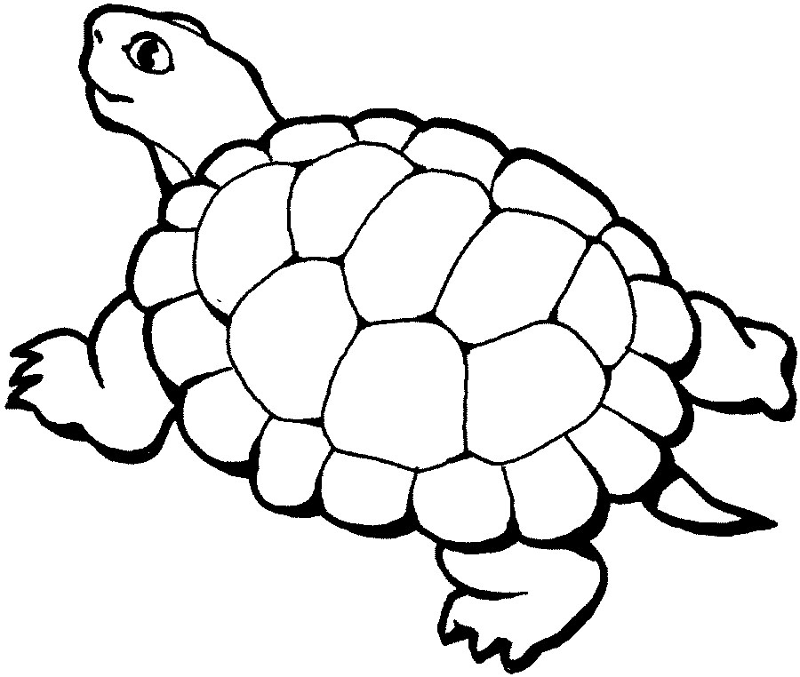 turtle coloring pages to print Coloring4free