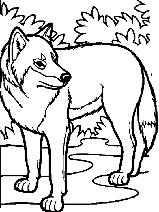 wolf coloring pages for kids Coloring4free