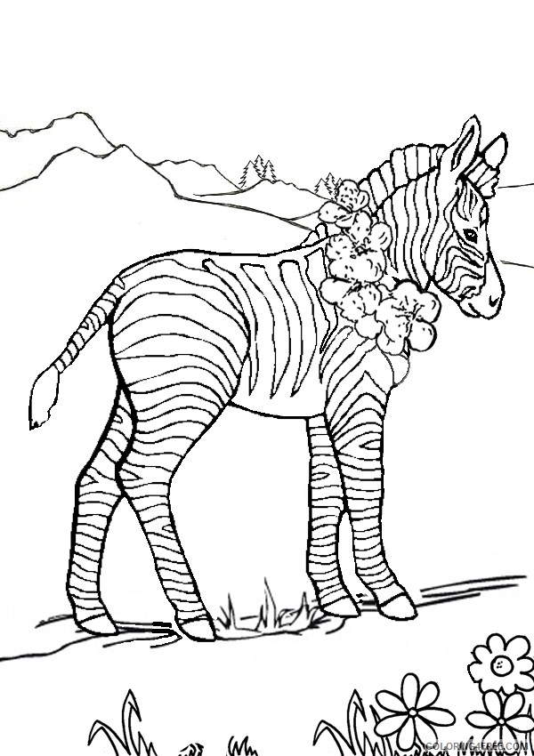 zebra coloring pages in meadow Coloring4free