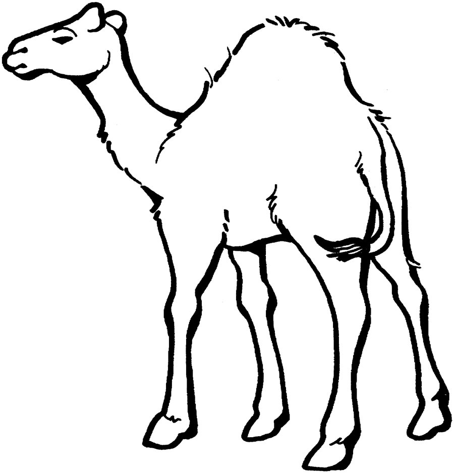 zoo animal coloring pages camel Coloring4free