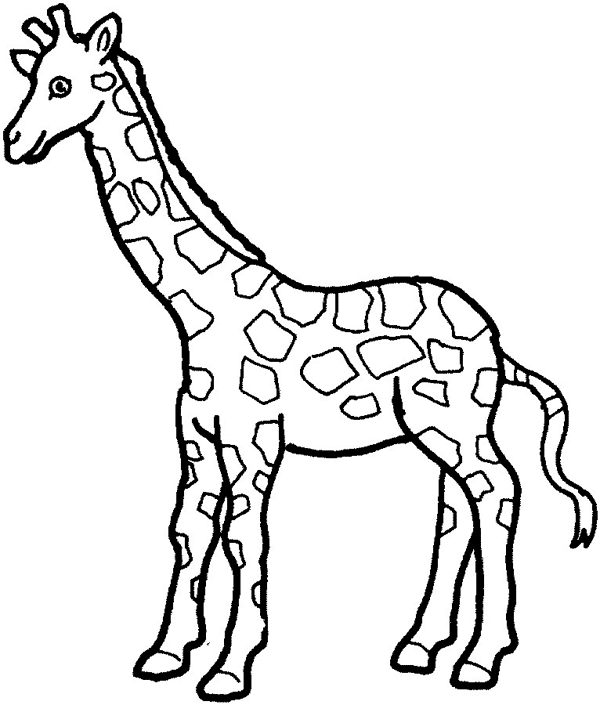 zoo animal coloring pages giraffe Coloring4free