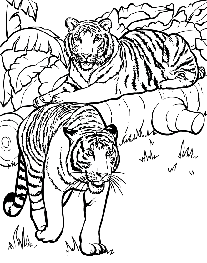 zoo animal coloring pages realistic tiger Coloring4free