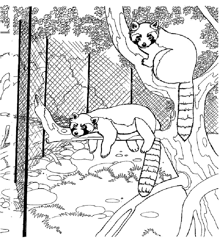 zoo animal coloring pages red panda Coloring4free