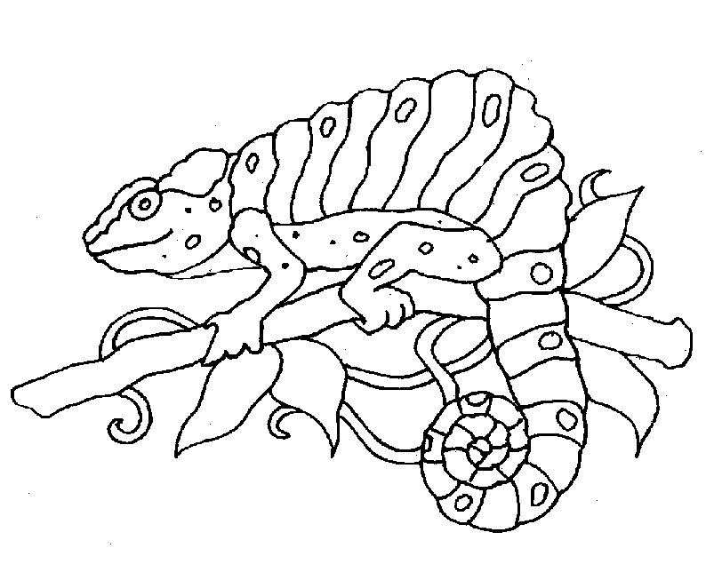 zoo coloring pages chameleon Coloring4free