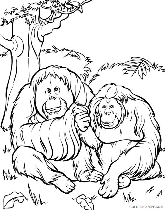 zoo coloring pages orangutan Coloring4free