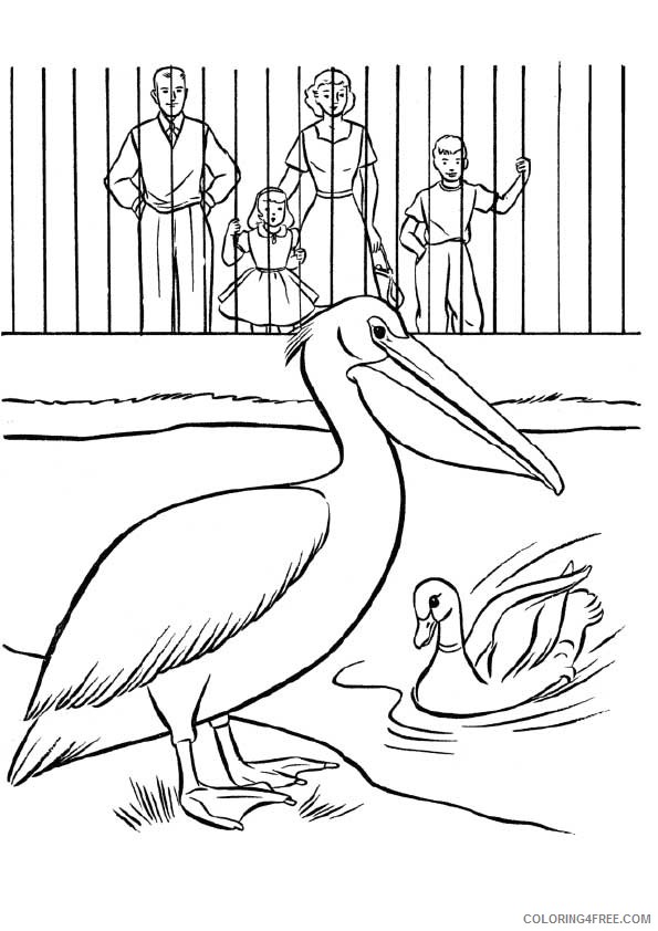 zoo coloring pages pelican and duck Coloring4free